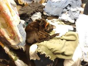 Katze am Nightmarket