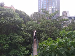 In den Baumwipfeln des KL Eco Parks 2