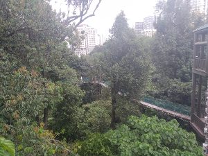 In den Baumwipfeln des KL Eco Parks