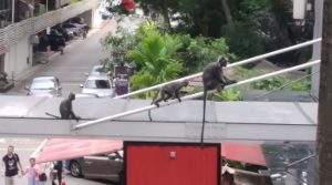 Affen auf Raubzug durch die Stadt