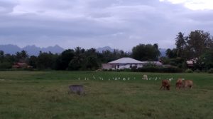 Landschaft, Ochsen und Vögel