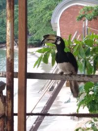 Hornbill Vogel