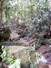 Noch ein Dschungel Bild