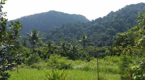Blick vom Guesthouse in den Dschungel