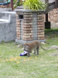 Ein Affe genießt seine gestohlenen Chips